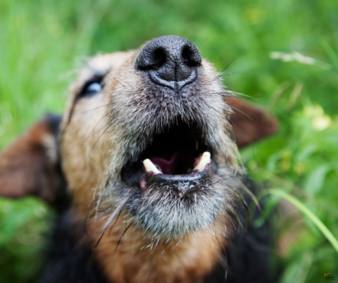 Dog Barking Training Excessive Barking Training Okc