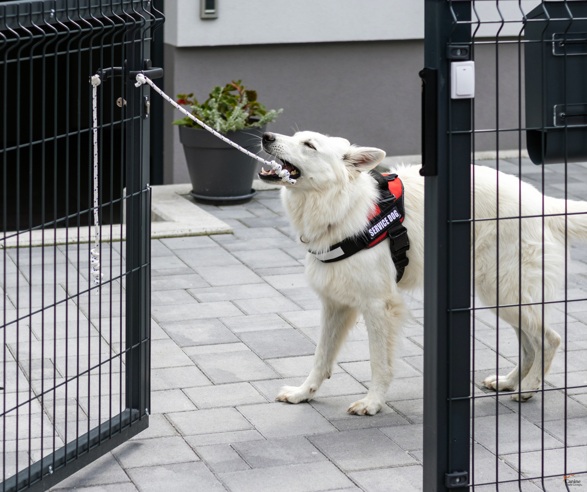 service dog training 