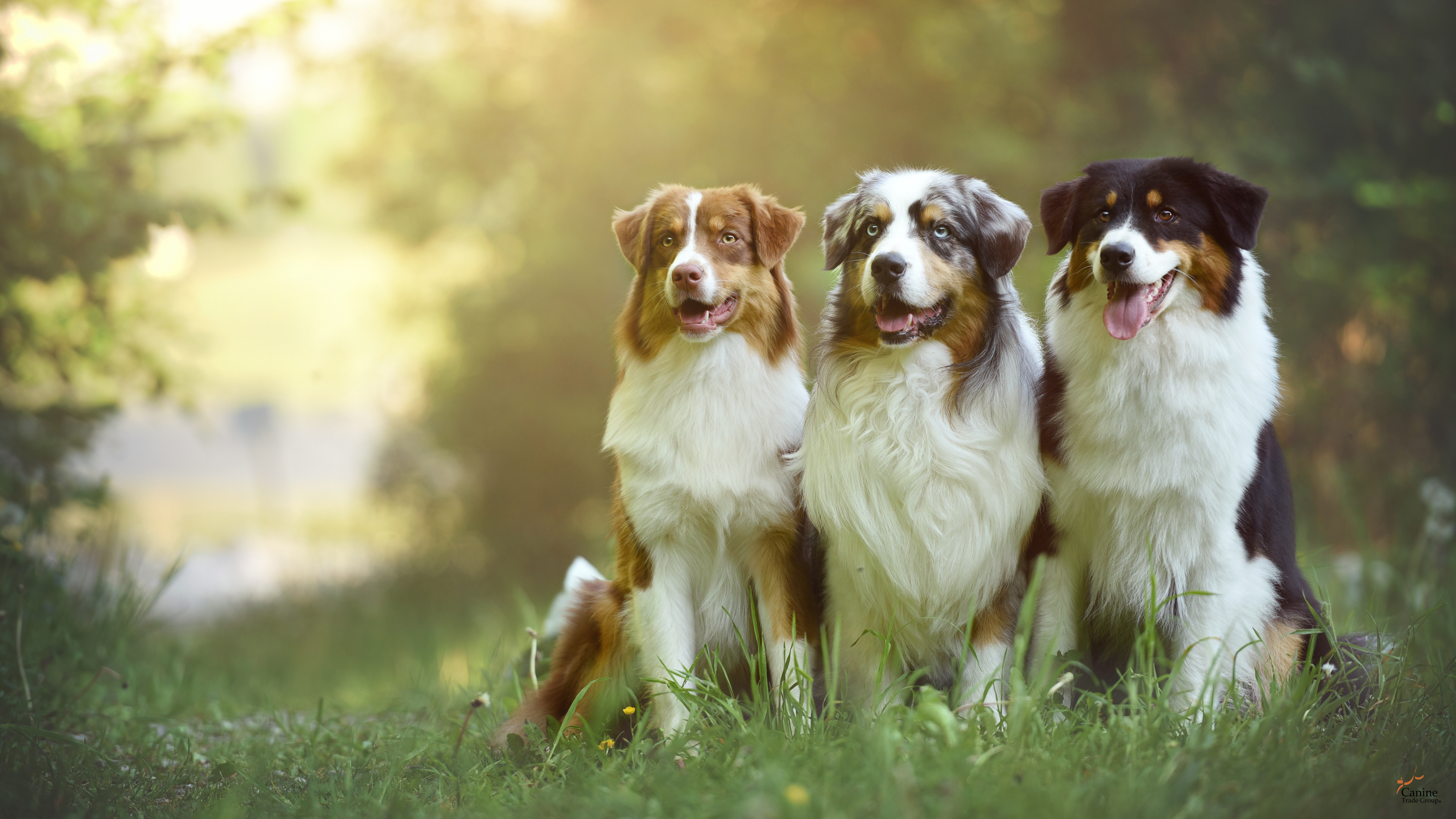 aussie site background board and train programs