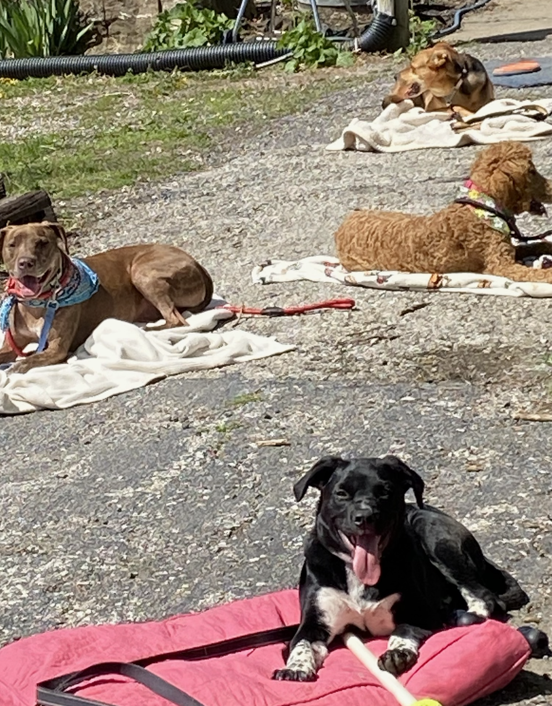 board and train in okc
