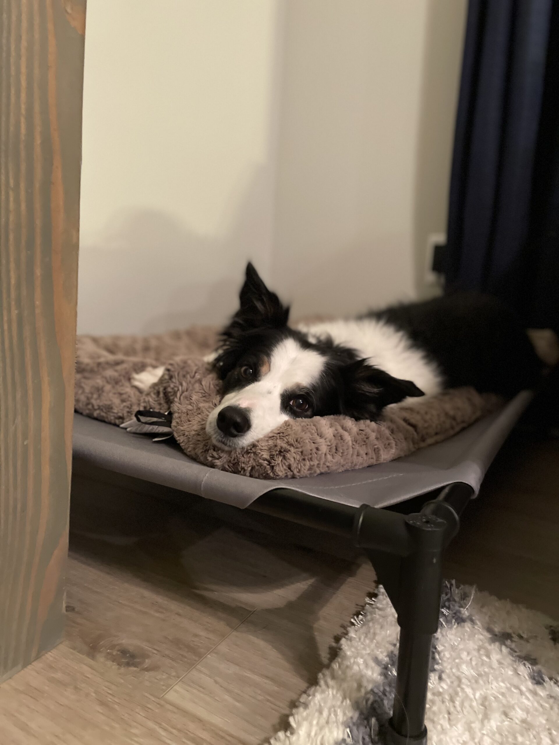 in-home dog training 