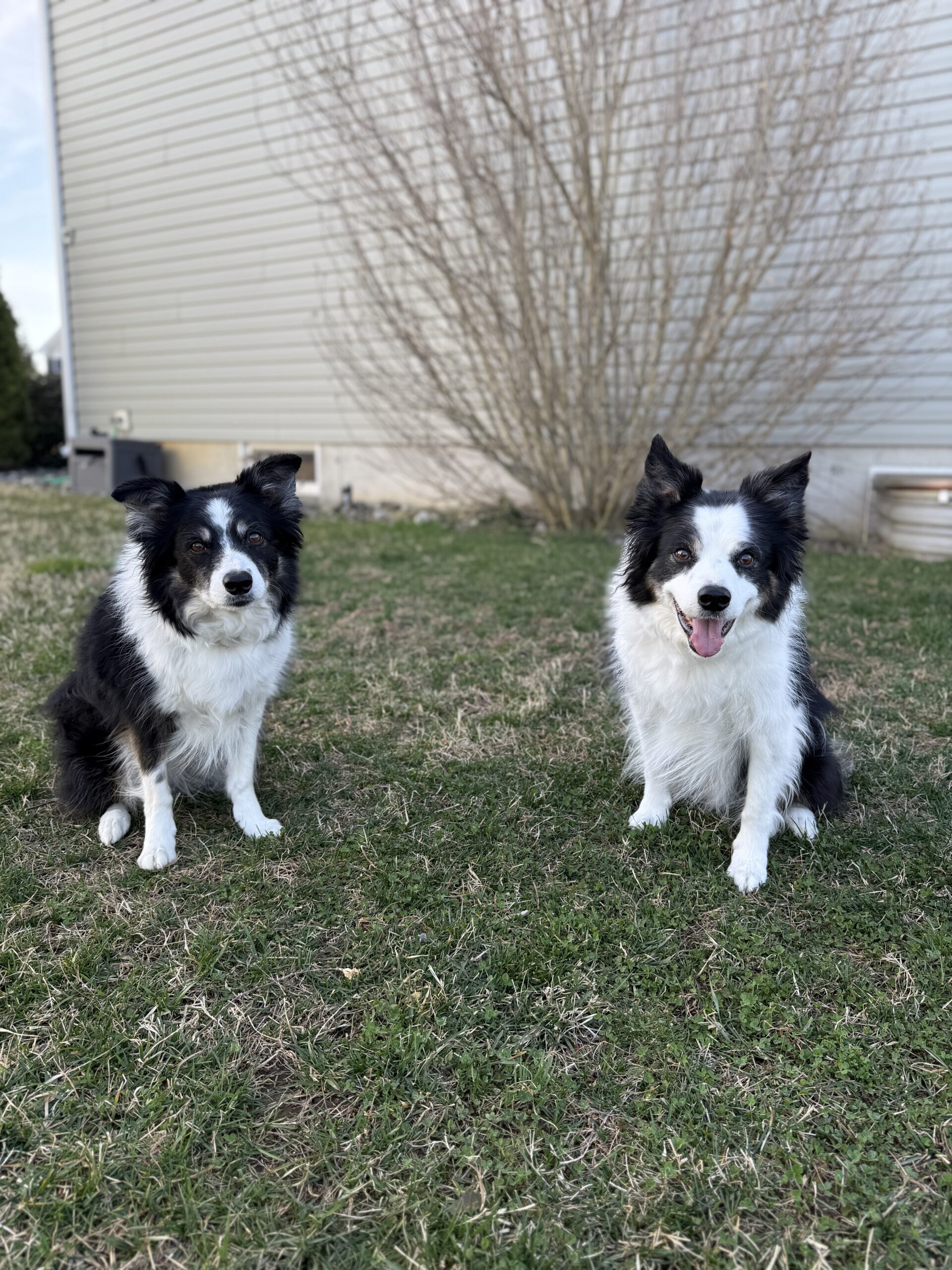 Cynopraxic dog training Cynopraxic dog training